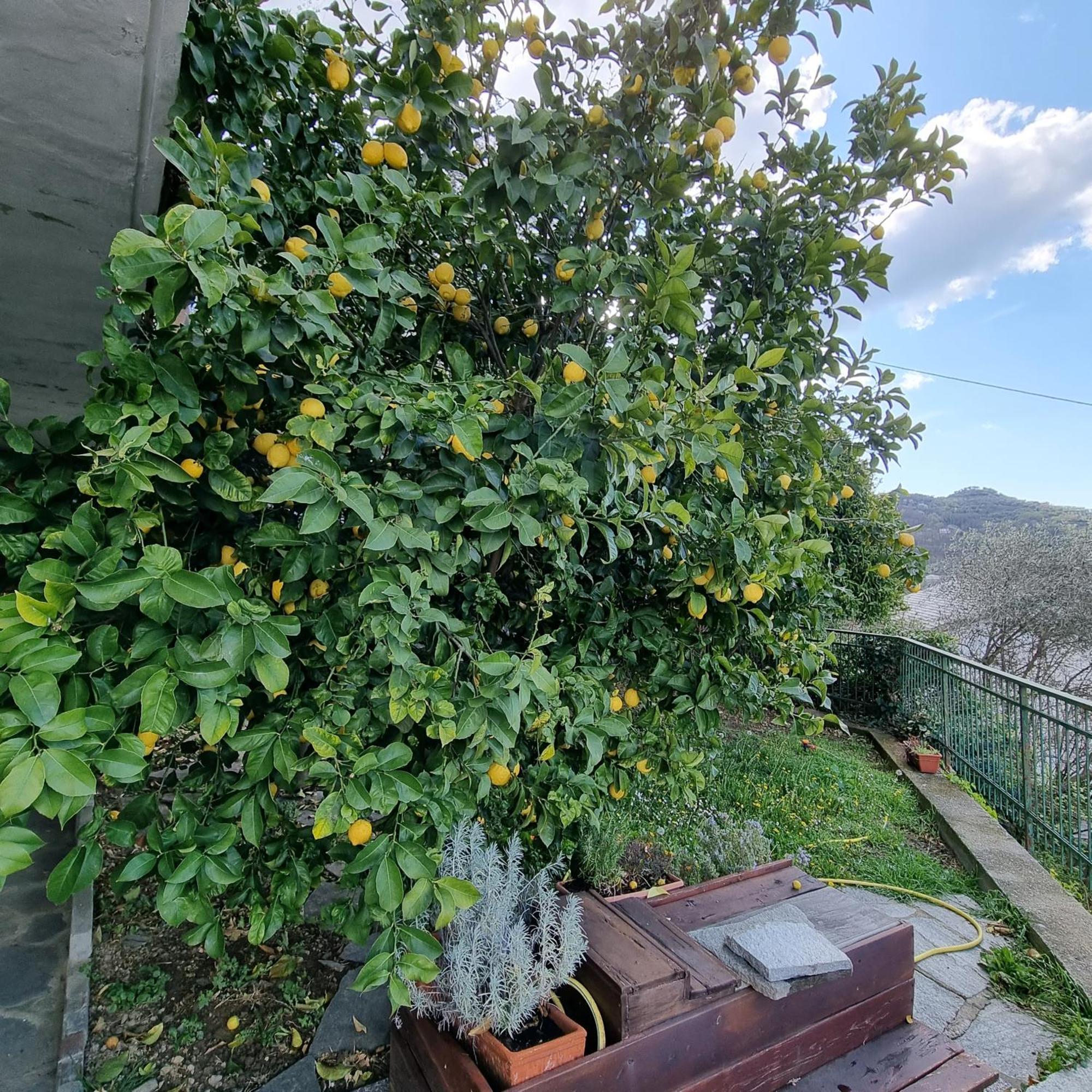 B&B La Terrazza Sui Fieschi Cogorno Exterior foto